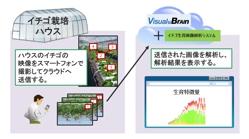 スマートフォンを活用した生育特徴量計測の検証