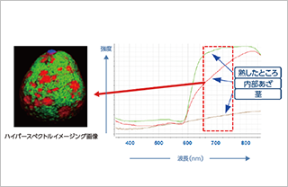 アボカドのあざ検出と分類