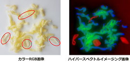 食品異物混入検査のハイパースペクトルイメージング画像例